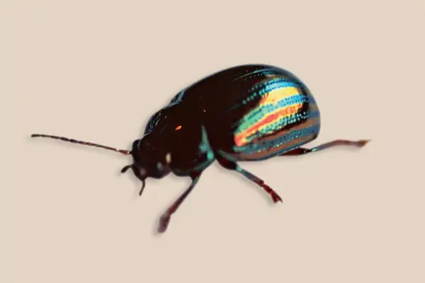 A rosemary beetle