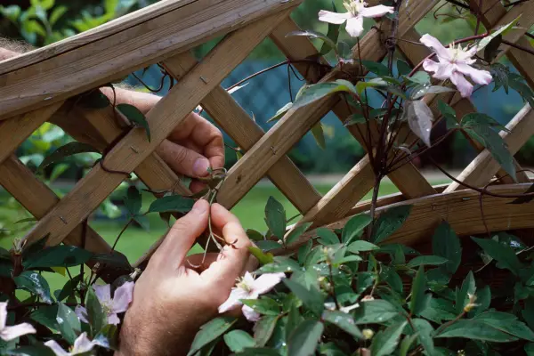 Tying in clematis