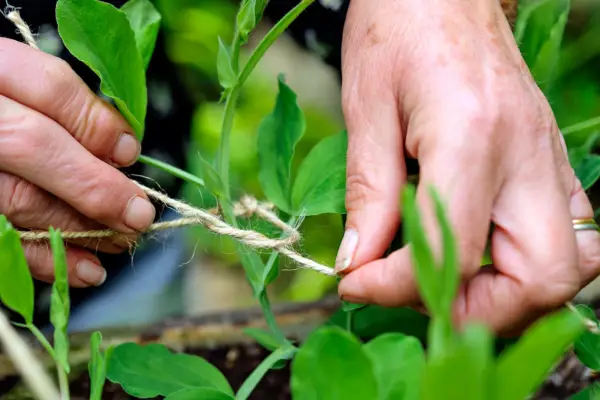 Como amarrar suas plantas