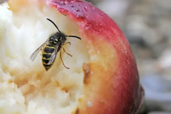 A wasp eating an apple