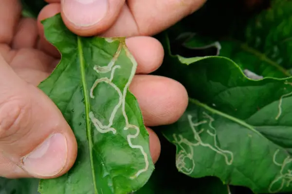 Leaves showing silvery trails caused by burrowing larvae of leaf miner flies