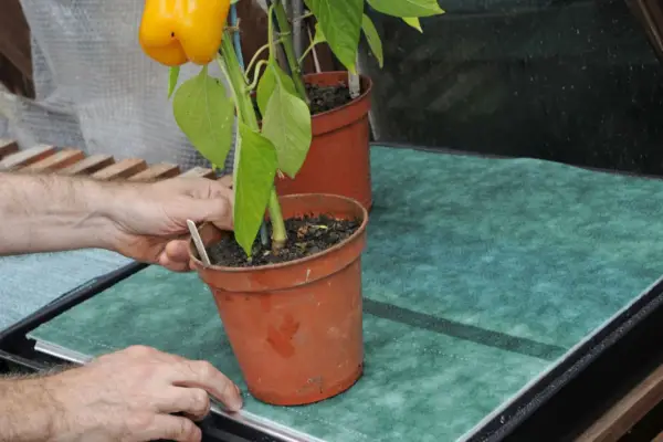 Placing plants on the capillary matting