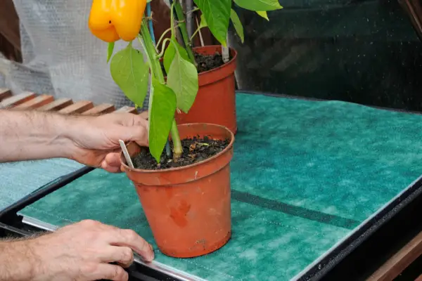 Hvordan sette opp et selvvannende system