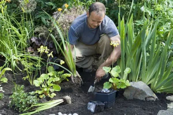 Planting moisture-loving plants into the soil.