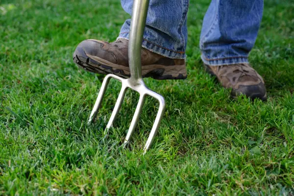 Boosting lawn aeration and drainage by spiking with a garden fork