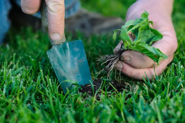 Removing a plantain weed from a lawn