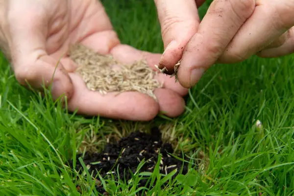 Reseeding a bare patch of lawn