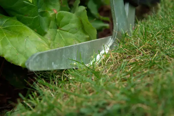 Tidying lawn edges with edging shears