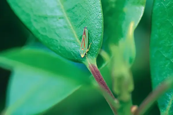 A leafhopper on a leaf