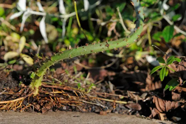 The base of a bramble stem and roots