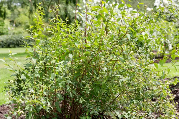 Assess the shape of the unpruned shrub