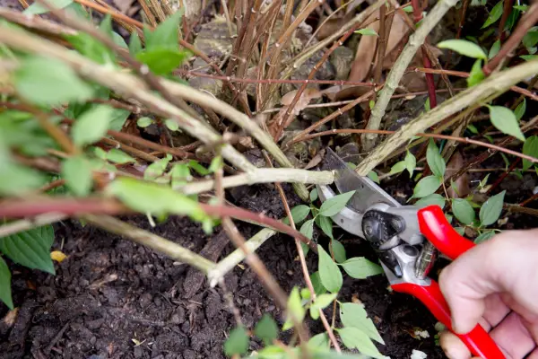 Prune out the oldest stems