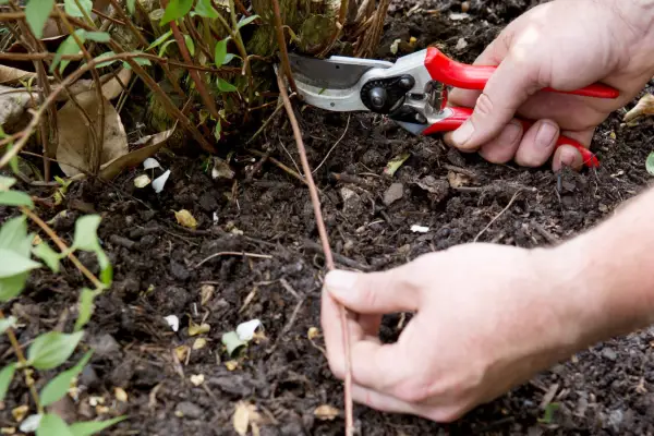 Thin out some of the youngest stems