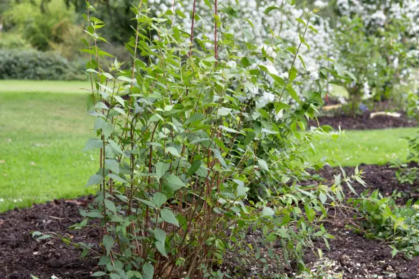 Give the finished shrub a last look over