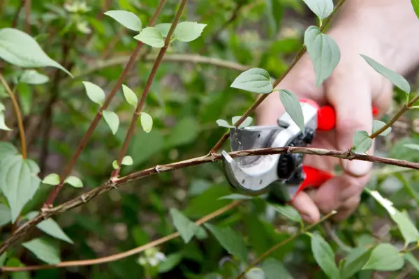 Jak prořezávat Philadelphus