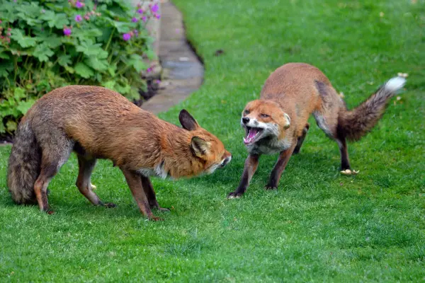 Young foxes playing on a lawn. Getty Images