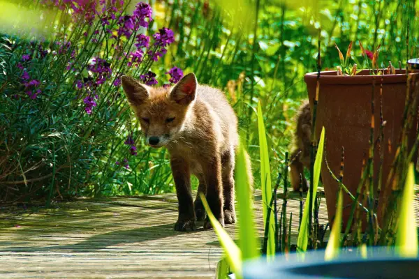 Fox cub walking on a garden path. Getty Images