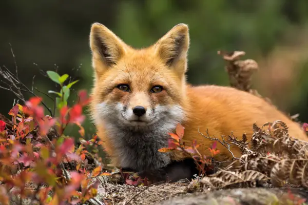 Fox sitting in a garden bed. Getty Images