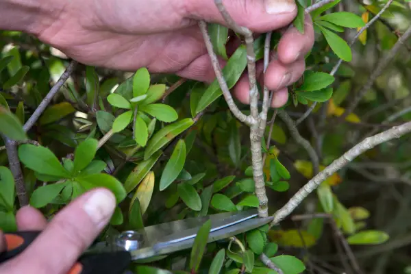 Choose the cutting shoots from a healthy hebe