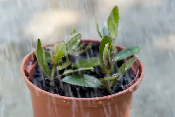 Taking cuttings from hebe 