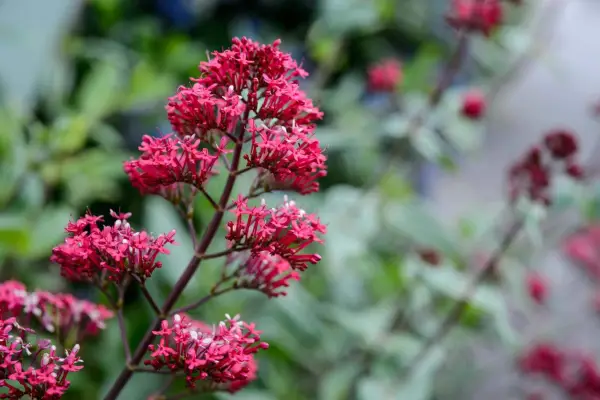 Valeriana