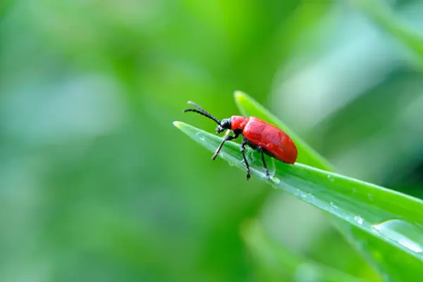A red lily beetle sitting at the tip of a leaf