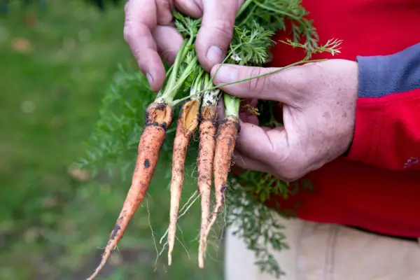 Carrot root fly damage