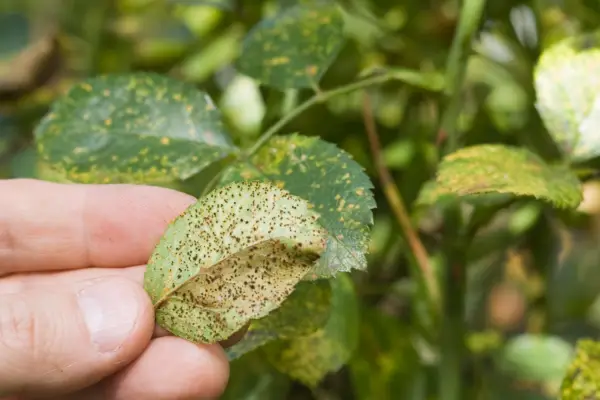 Leaves infected with rust fungus - yellow patches on the upper surfaces and brown rust pustules underneath