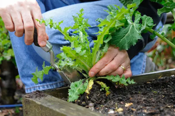 Digging out a creeping thistle weed