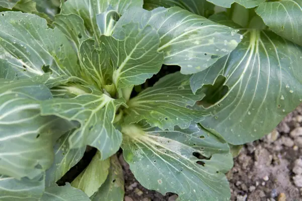 080909 08092009 8/9/09 8/9/2009 8 September 2009 Pippa Pippas Veg Made Easy shoot 4 Autumn Pippa Greenwood photographer Sarah Cuttle practical vegetables vegetable step 8 Pak choi pakchoi brassica flea beetle damage damaged leaf leaves pest pests