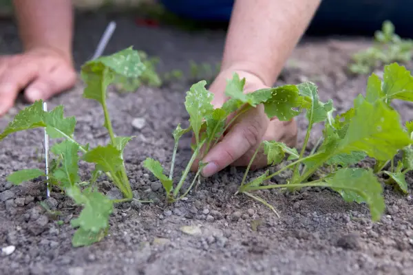 Turnip leaves affected by flea beetles