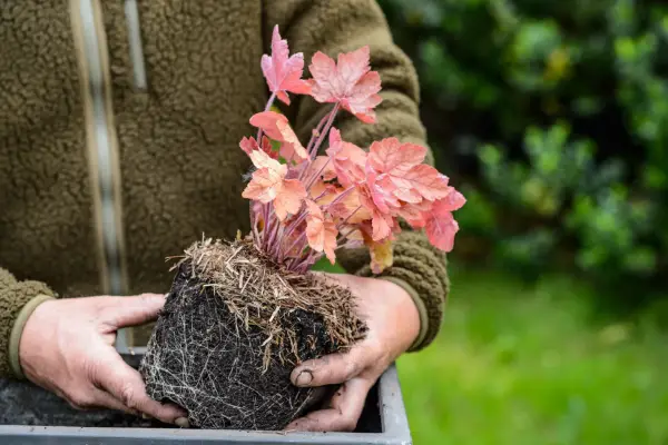 Planting a heuchera - checking the rootball for vine weevil grubs