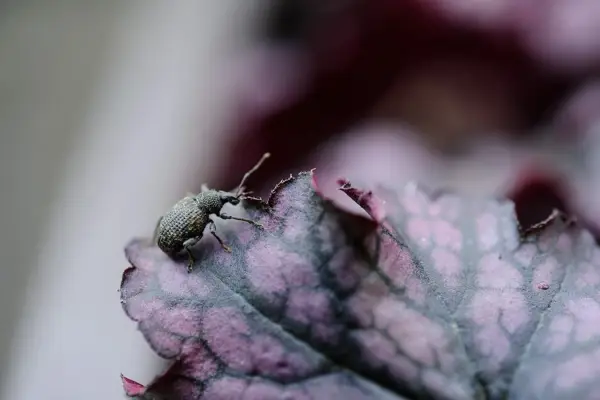 A vine weevil beetle sitting on the edge of a leaf