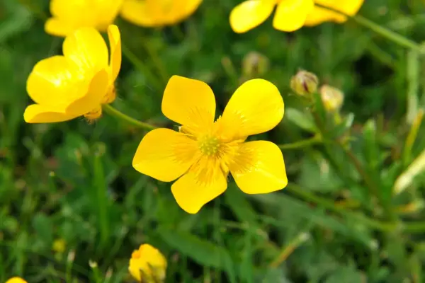 Glossy yellow flowers of creeping buttercup