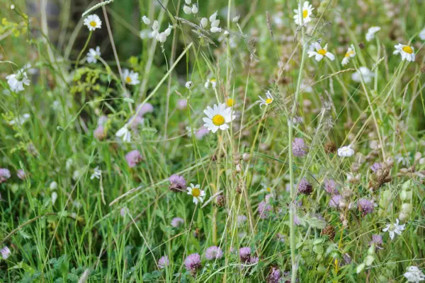 איך להניח דשא פרחי בר