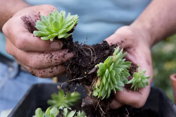Splitting a clump of sempervivums