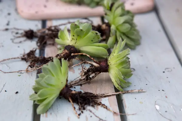 Separating individual sempervivums