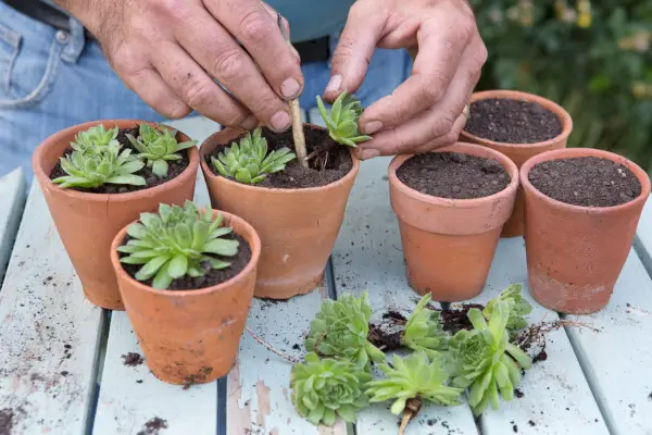 Potting up young sempervivum plants