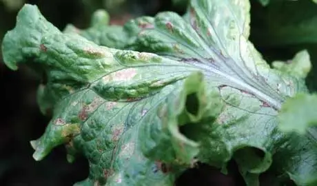 Moule gris de laitue