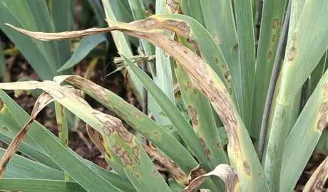 Iris with fungal leaf spot disease