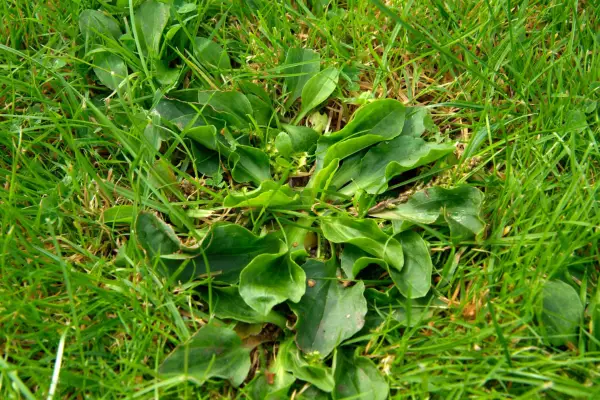 Flat, broad leaved greater plantain in a lawn