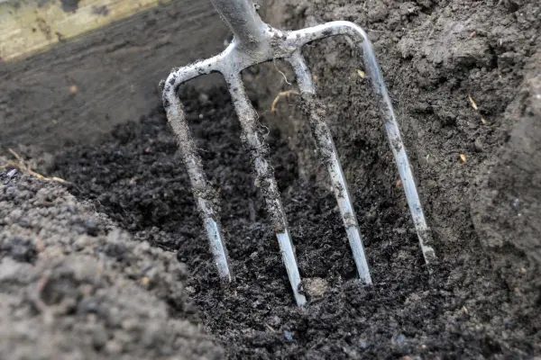 Forking compost into the soil