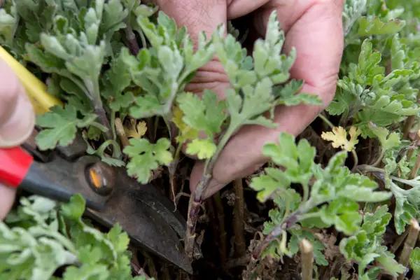Collecting basal shoots cuttings from stool plant