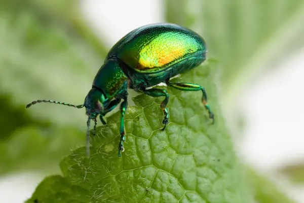 An irridescent geen mint leaf beetle eating the edge of a mint leaf