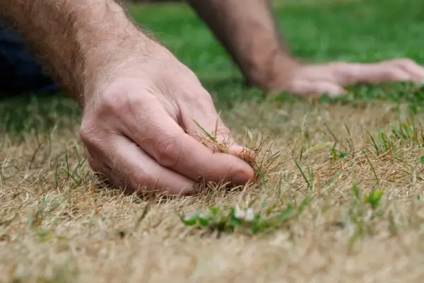 Como reparar um patch de gramado