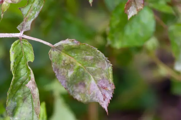 Rose leaves with the white dust coating of rose powdery mildew