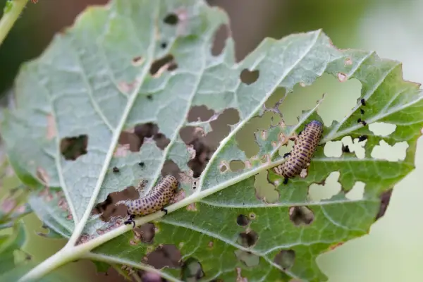 Beige viburnum beetle caterpillars decimating a leaf by feeding on it