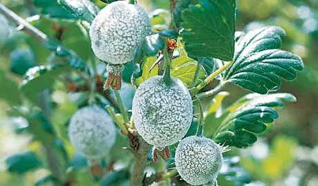 Gooseberries on the bush covered in mildew