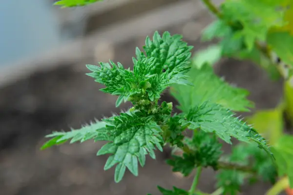 The tip of a stinging nettle shoot