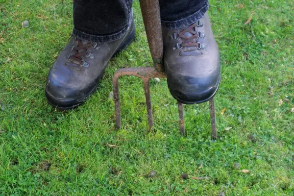Spiking the lawn with a fork